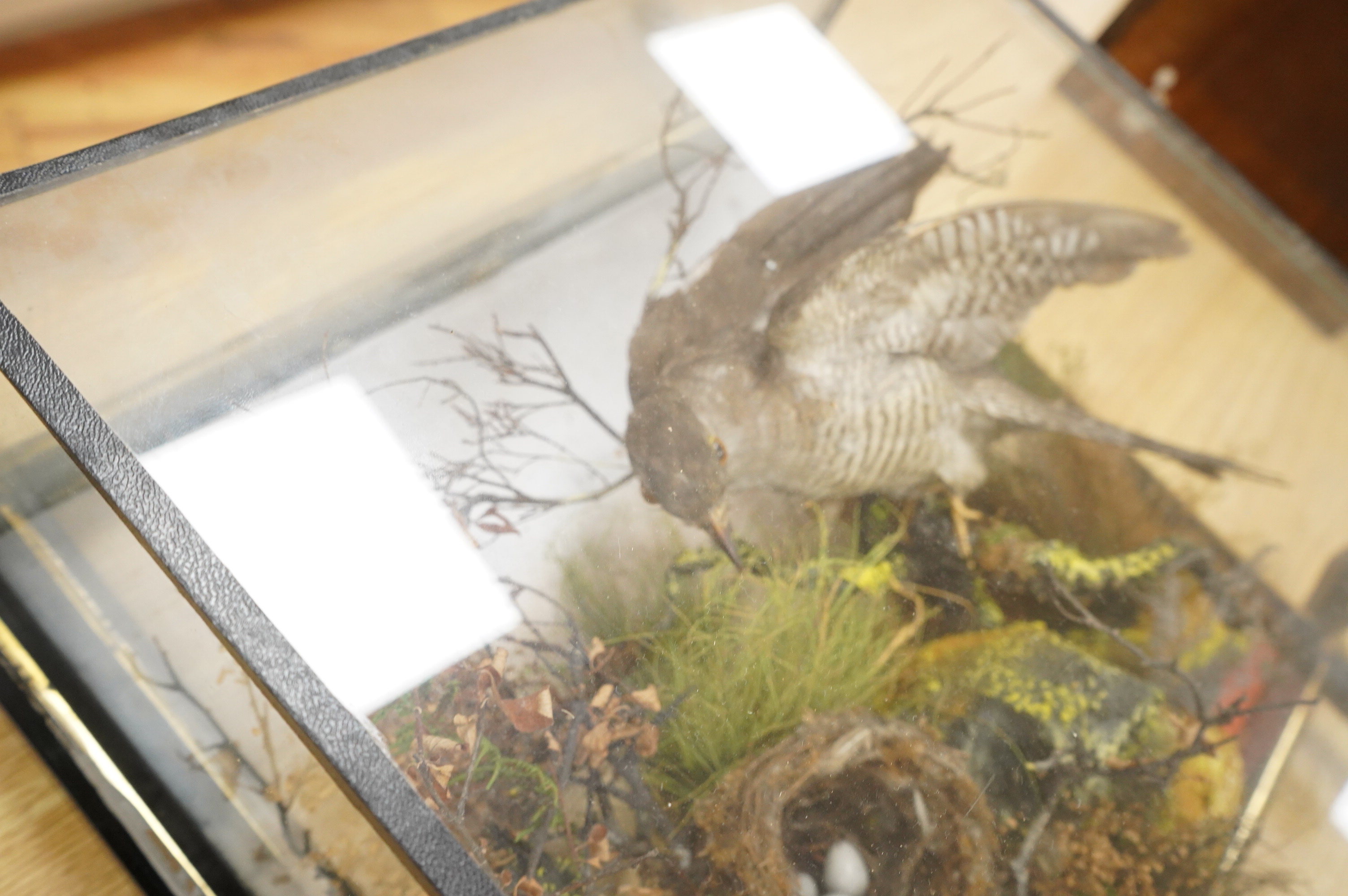 A Victorian taxidermy display of a cuckoo with a nest in foliage, contained within a wool hanging a glass cabinet with ebonised frame, 58cm high, 62cm wide, 18cm deep